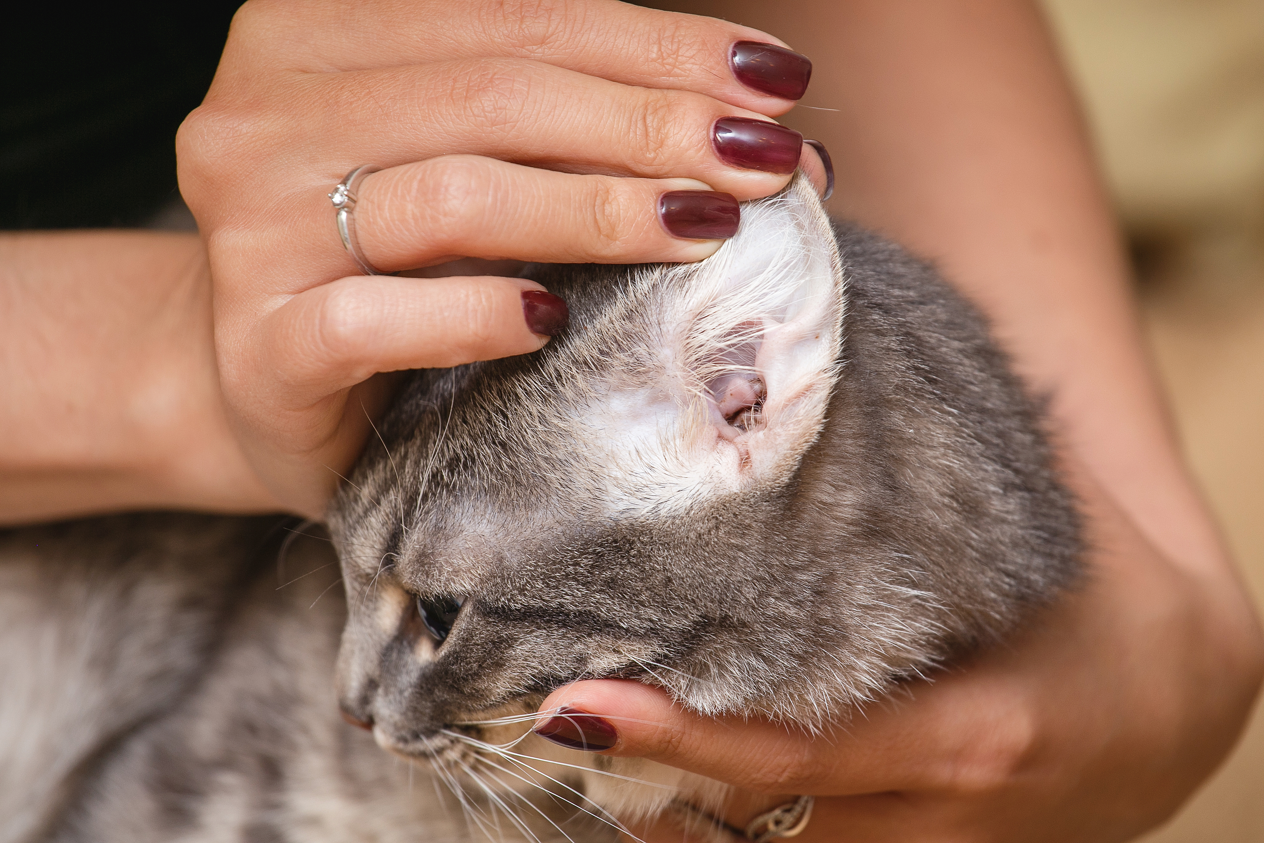 Gale des oreilles du chat : causes, soins