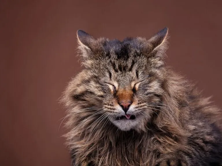 Mon chat éternue : pourquoi et que faire ? un chat maine coon éternue