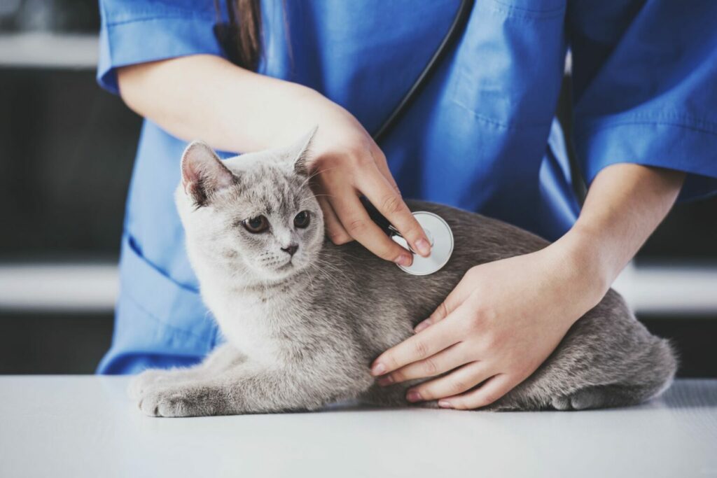 chat chez le vétérinaire