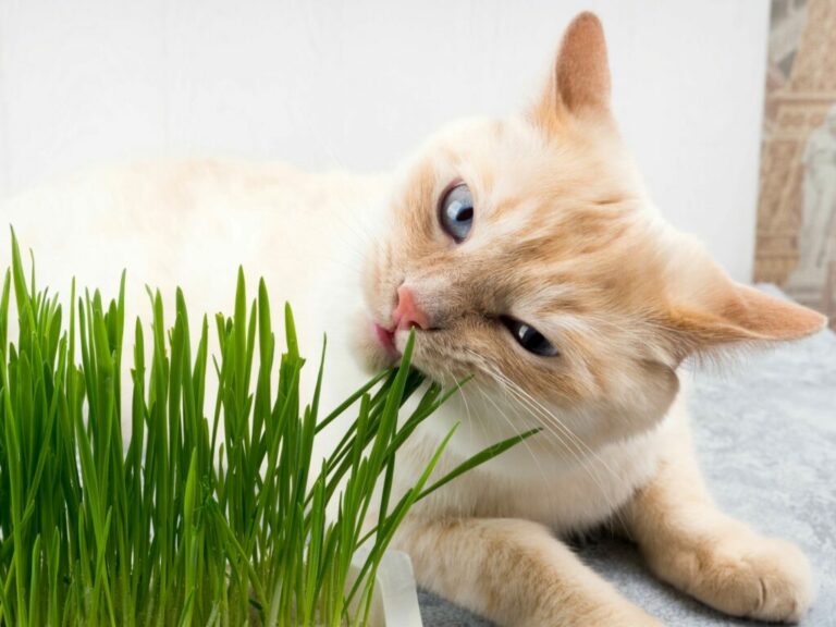 un chat mange de l'herbe à chat