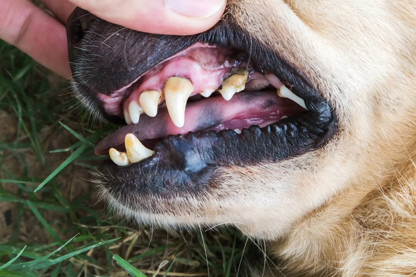 Dentition canine pr&eacute;sentant du tartre