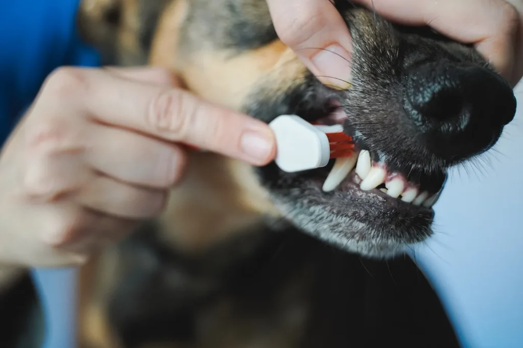 Le v&eacute;t&eacute;rinaire nettoie les dents d'un chien