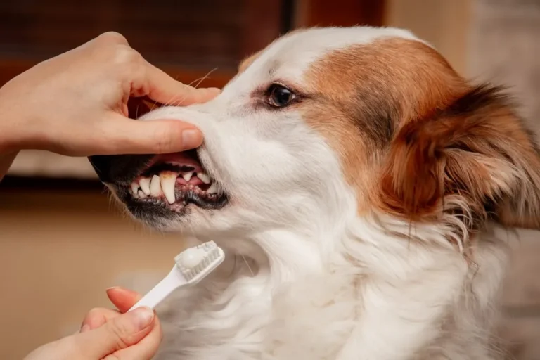 Un chien se fait brosser les dents