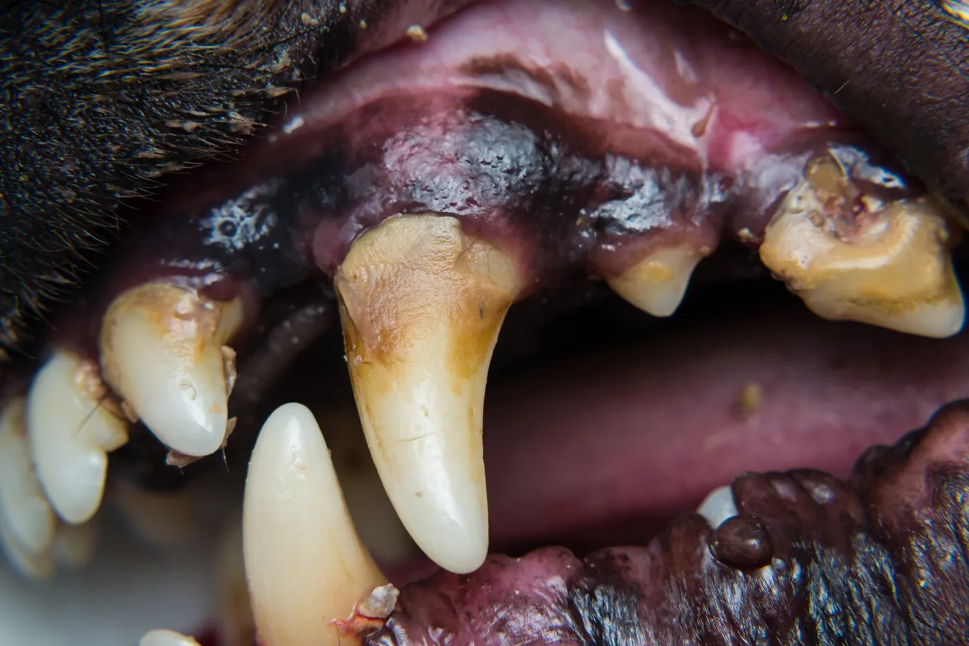 Zoom sur des dents de chien couvertes de tartre