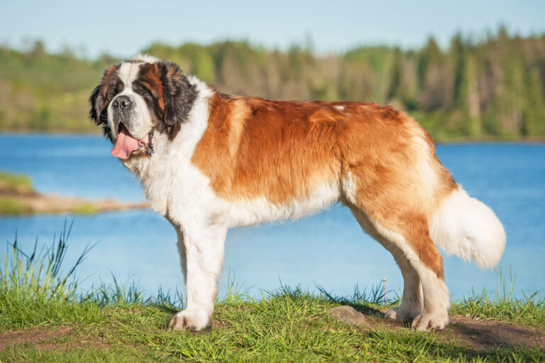 grand chien saint bernard debout dans la nature