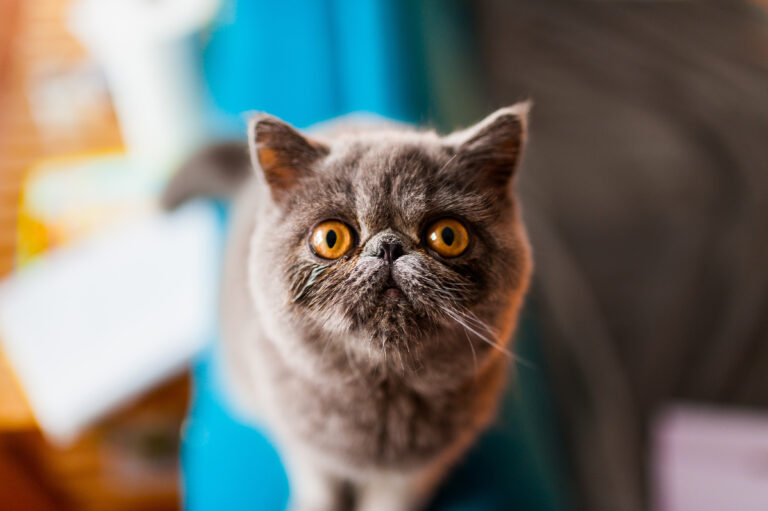 plan rapproché sur le visage typique d'un chat exotic shorthair