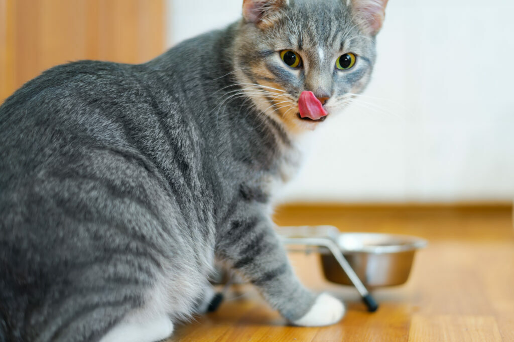 chat gris se lèche les babines devant sa gamelle