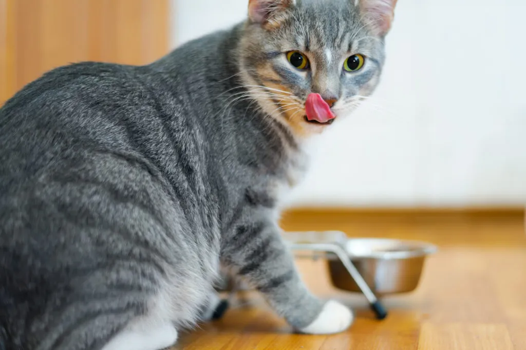 Comment nourrir son chat malade chat gris se lèche les babines devant sa gamelle