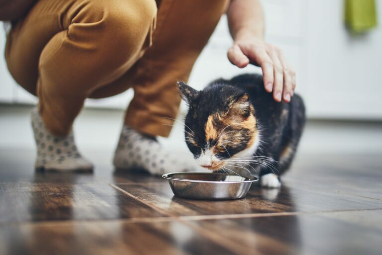 Main qui caresse un chat en train de manger