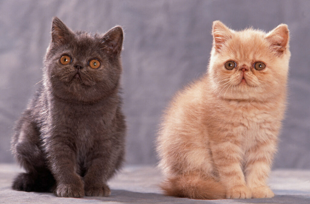 Exotic Shorthair Caractere Origines Sante Magazine Zooplus