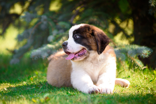 chiot saint bernard allongé dans l'herbe