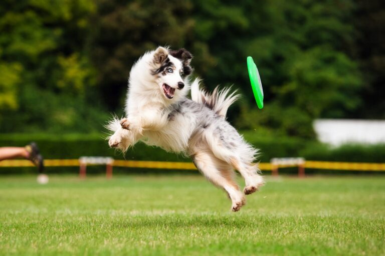 chien jouant au frisbee dog