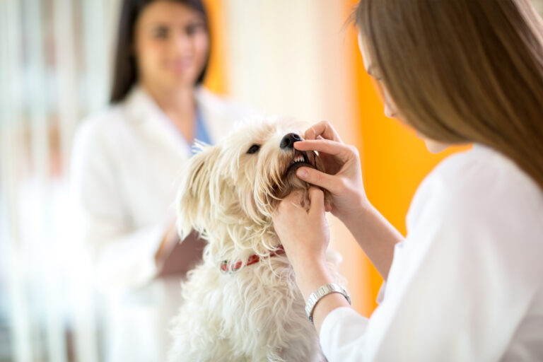 un petit chien blanc se fait examiner les dents chez le vétérinaire