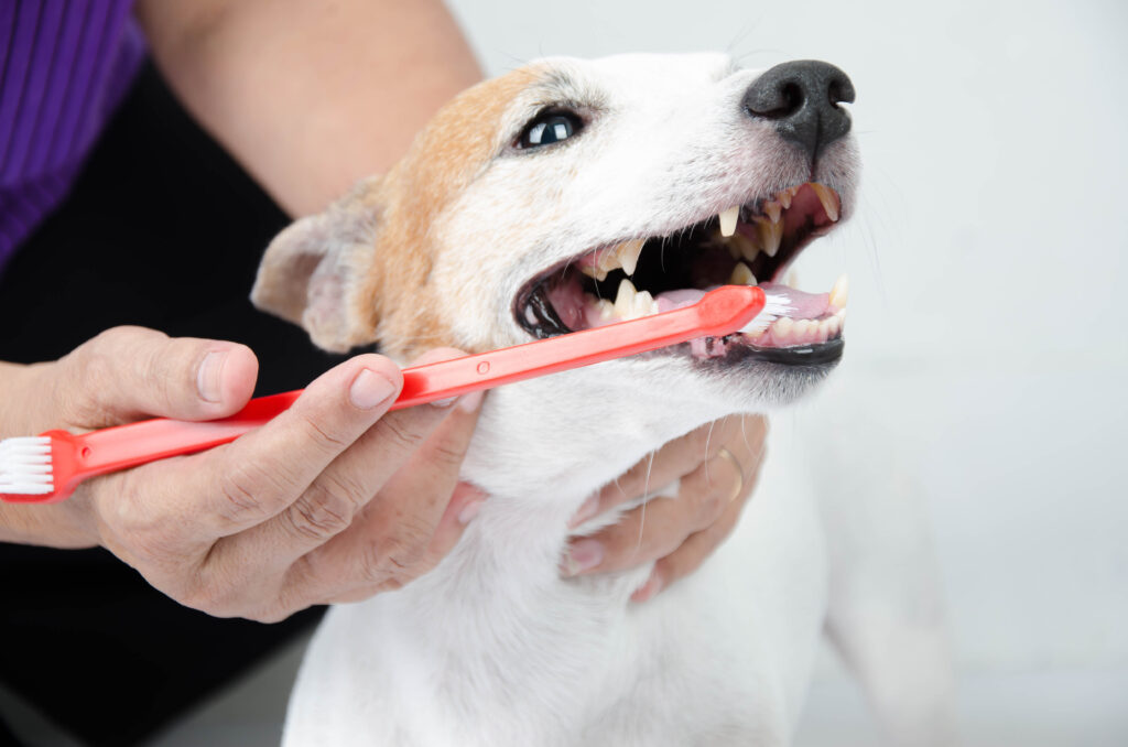 un chien se fait brosser les dents