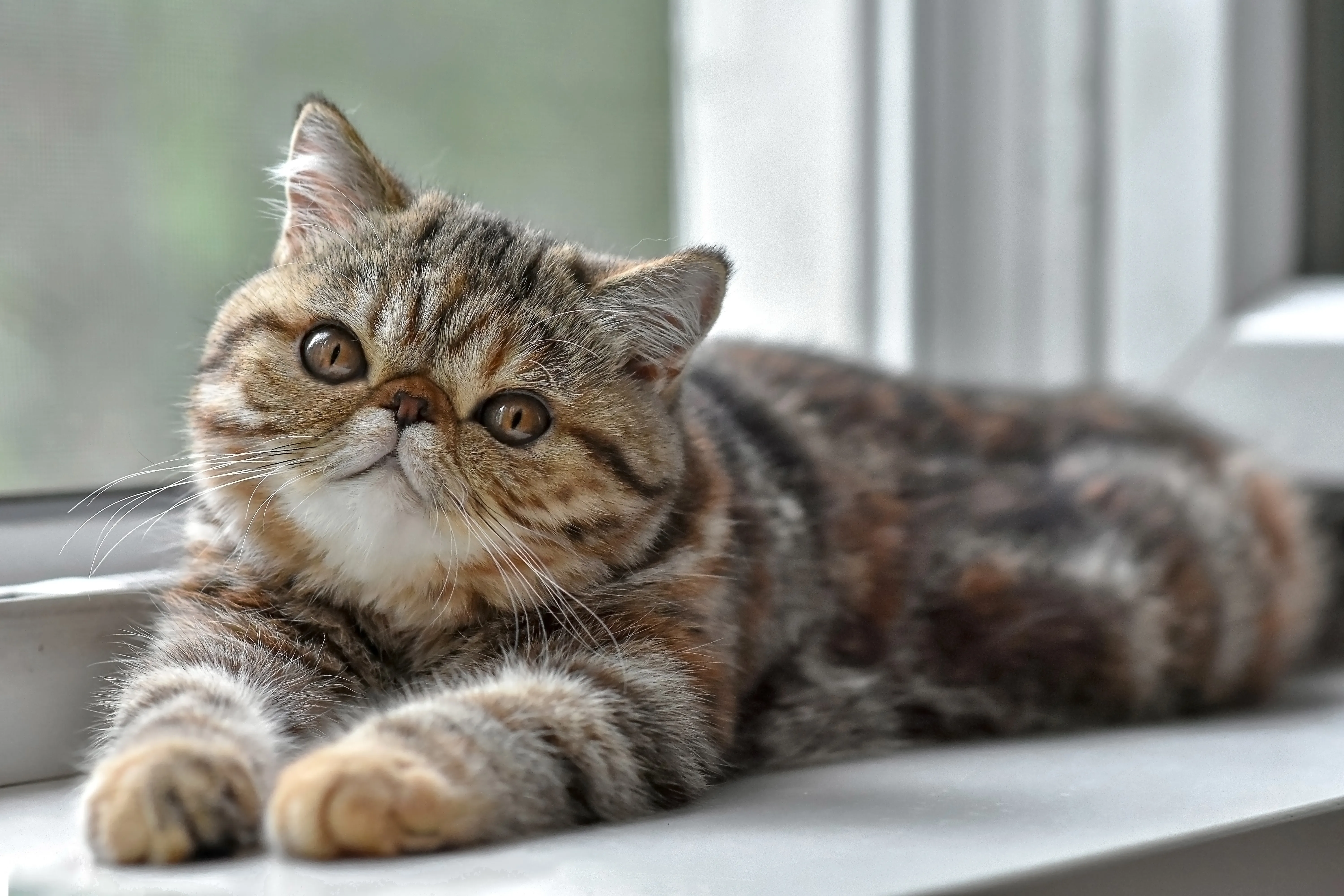 Exotic shorthair Un exotic shorthair marbré est allongé au bord de la fenêtre et regarde l'objectif