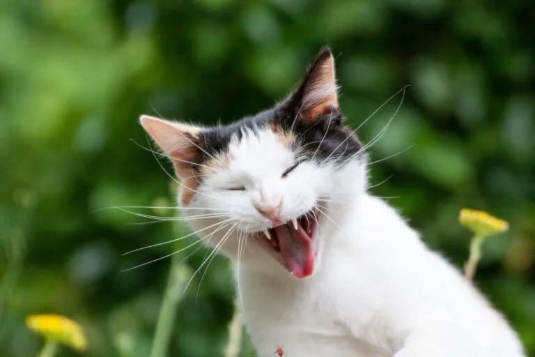 Un chat montre ses dents Un chat montre ses dents