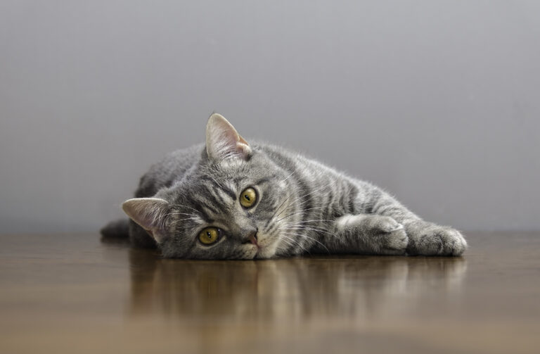 Leucose Feline Consequences Traitements Magazine Zooplus Leucose Feline Consequences Traitements Magazine Zooplus