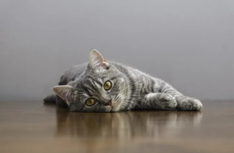 La leucose féline chat et leucose