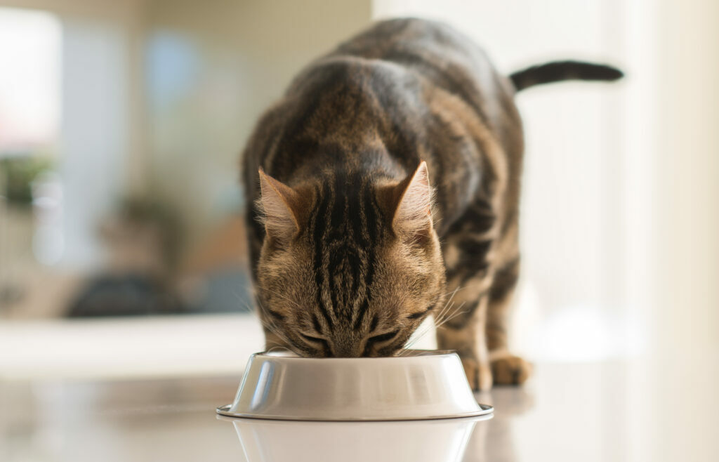 un beau chat tigré mange dans sa gamelle