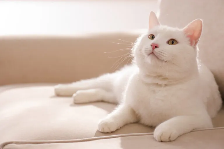 Chat blanc avec de l’arthrose Chat blanc avec de l'arthrose