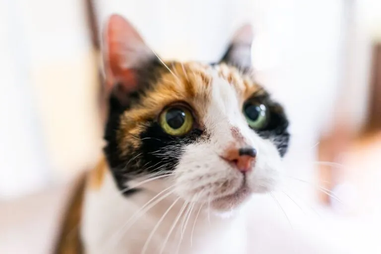 chat souffrant d’acné chat souffrant d'acné