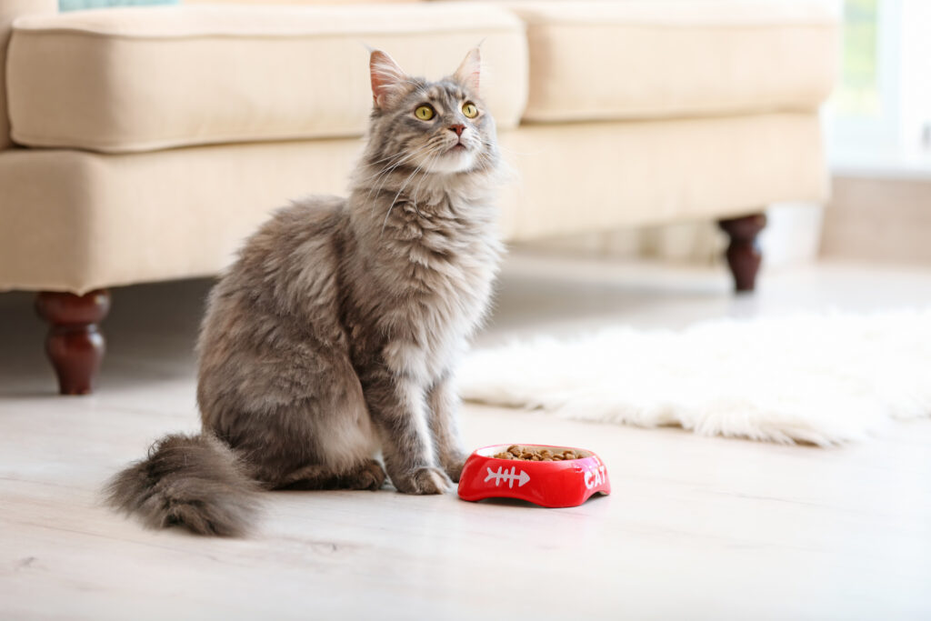 Mon Chat Ne Mange Plus Pourquoi Et Que Faire Magazine Zooplus