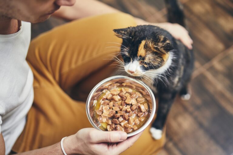 chat et perte d'appetit