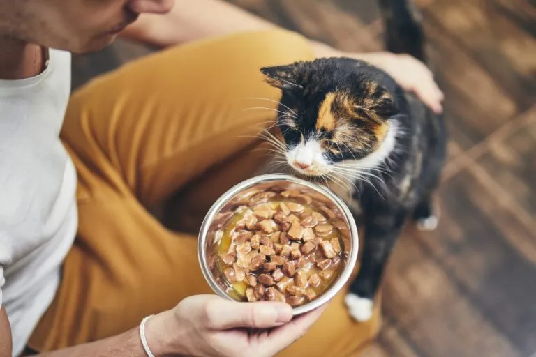 Mon chat ne mange plus chat et perte d'appetit
