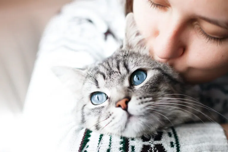 La conjonctivite chez le chat conjonctivite chez le chat