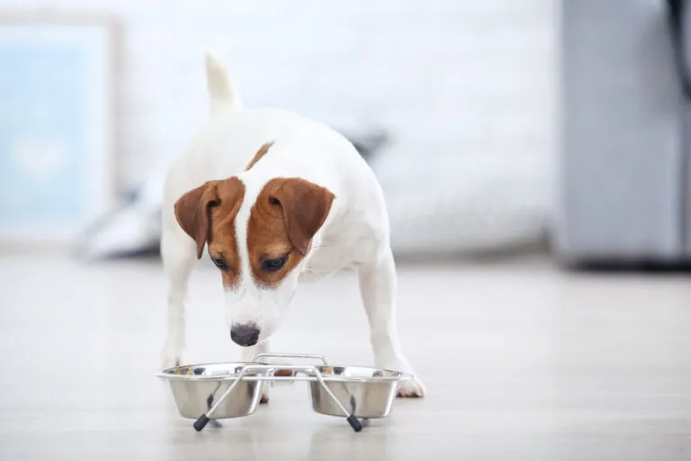 Un Jack Russel se tient devant ses gamelles Un Jack Russel se tient devant ses gamelles