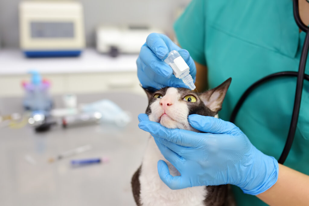 un vétérinaire met des gouttes dans les yeux d'un chat atteint de conjonctivite
