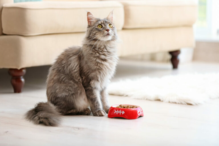 Mon chat ne mange plus pourquoi, faire ? Magazine zooplus
