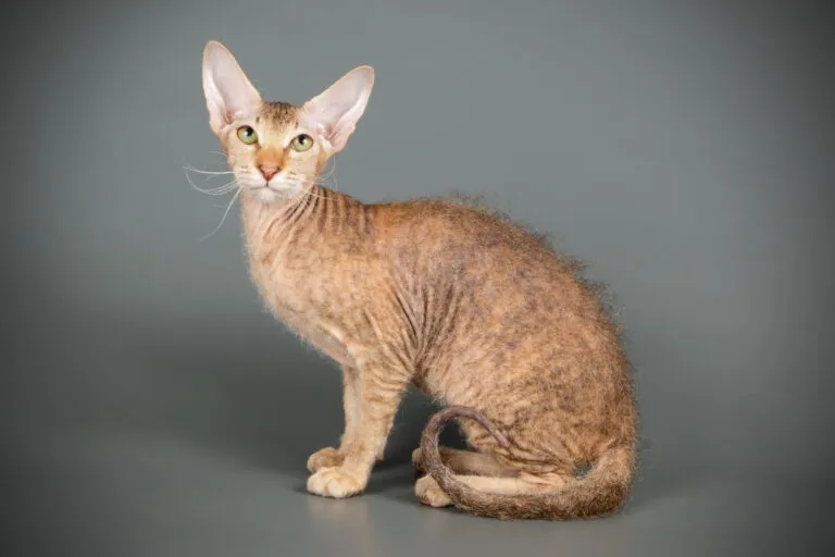 Un chat presque entièrement dépourvu de poils Un chat Peterbald typique aux grandes oreilles et poils frisés