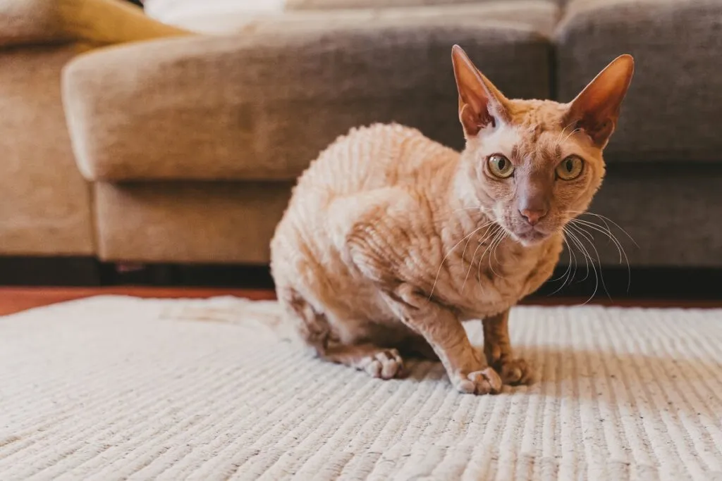 Un avec une fourrure courte particulière Un chat Peterbald avec un poil court