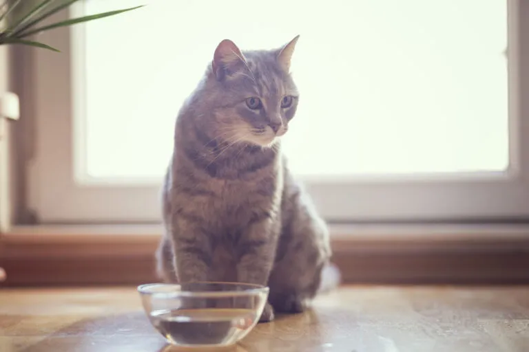 Chat souffrant de calculs vésicaux Chat souffrant de calculs vésicaux