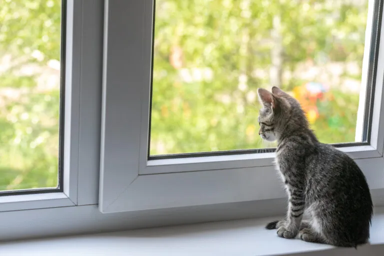 chat et covid chat et coronavirus