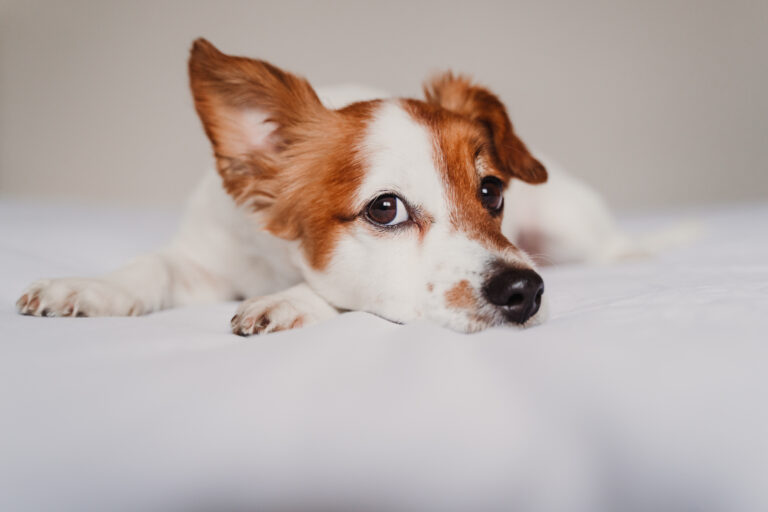 un jack russel est allongé sur un lit