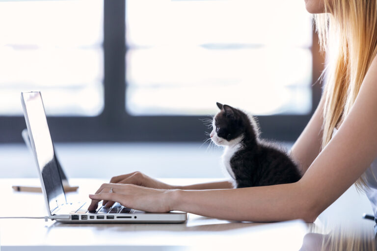 Un petit chat est assis devant l'ordinateur de sa maîtresse qui travaille