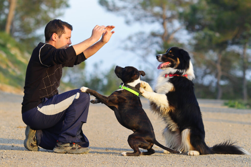 apprendre tours chien