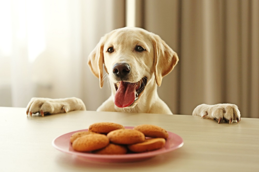 Recettes maison pour traiter les petites boules de graisse sous