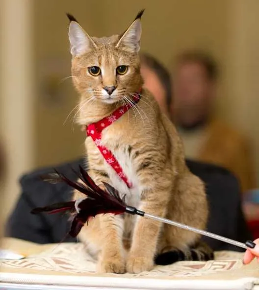 Un chat croisé avec pinceaux de lynx Un caracat indifférent au jouet pour chat