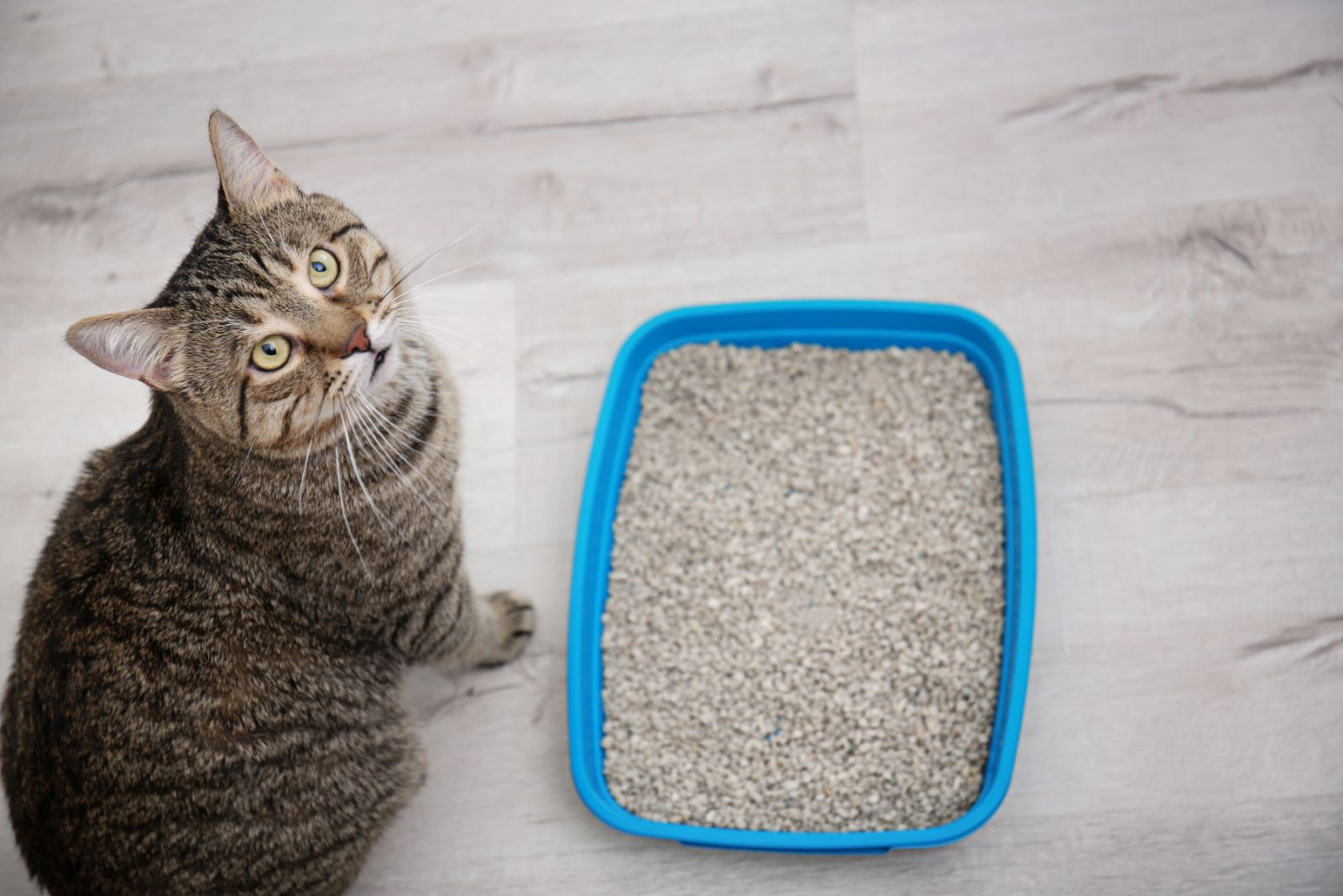 Comparatif de litières pour chat laquelle choisir ? Magazine zooplus