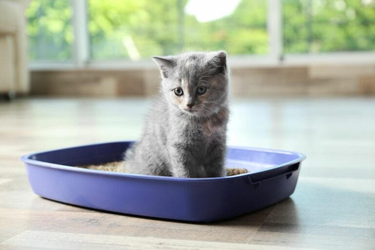 un chaton dans un bac à litière
