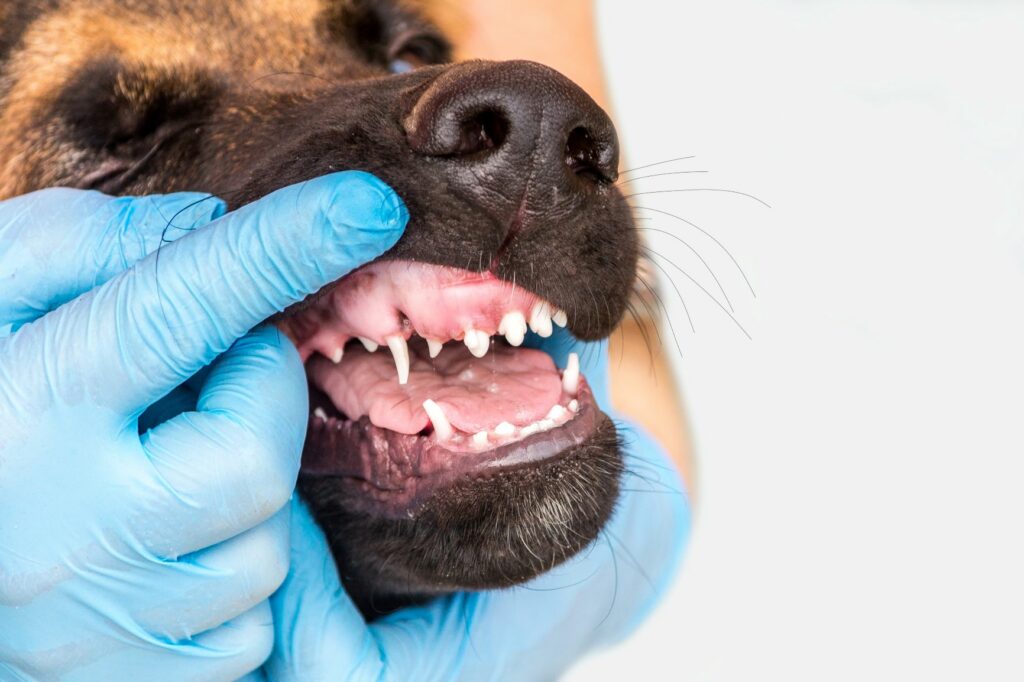 les dents du chien