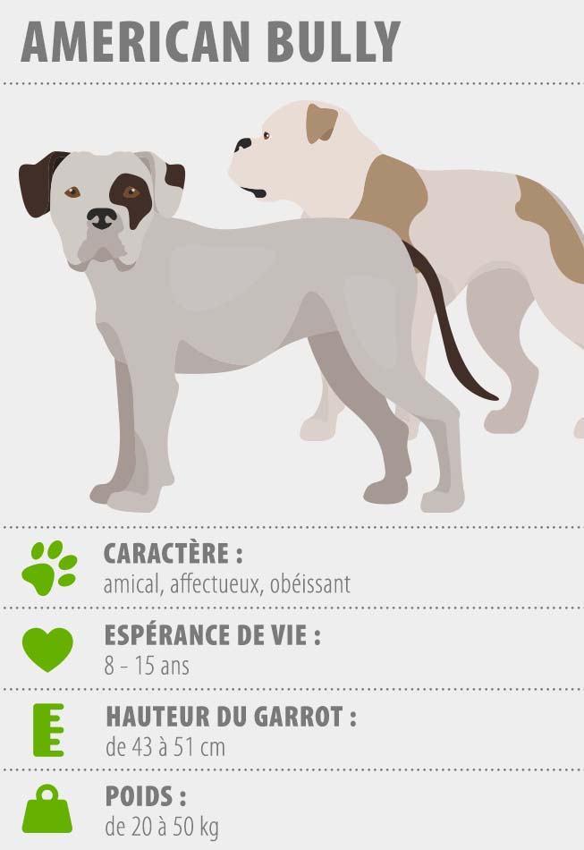 Chiens Moyens Races Avec Des Noms Différents Types Identifier Le