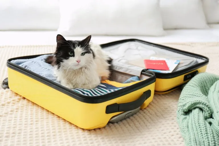 Un chat noir et blanc est allongé dans une valise ouverte