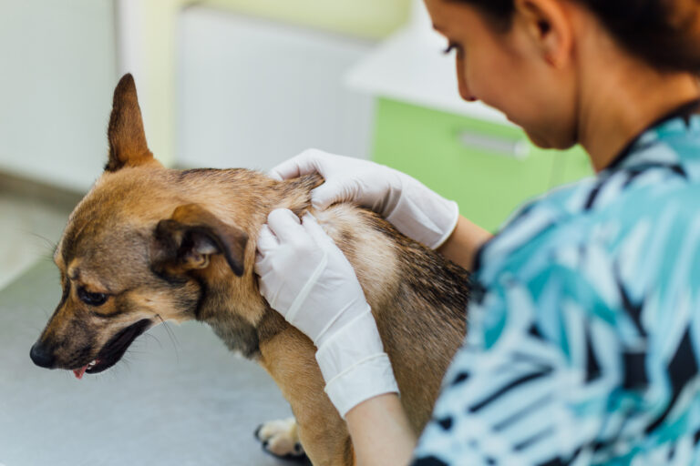 abcès chez le chien