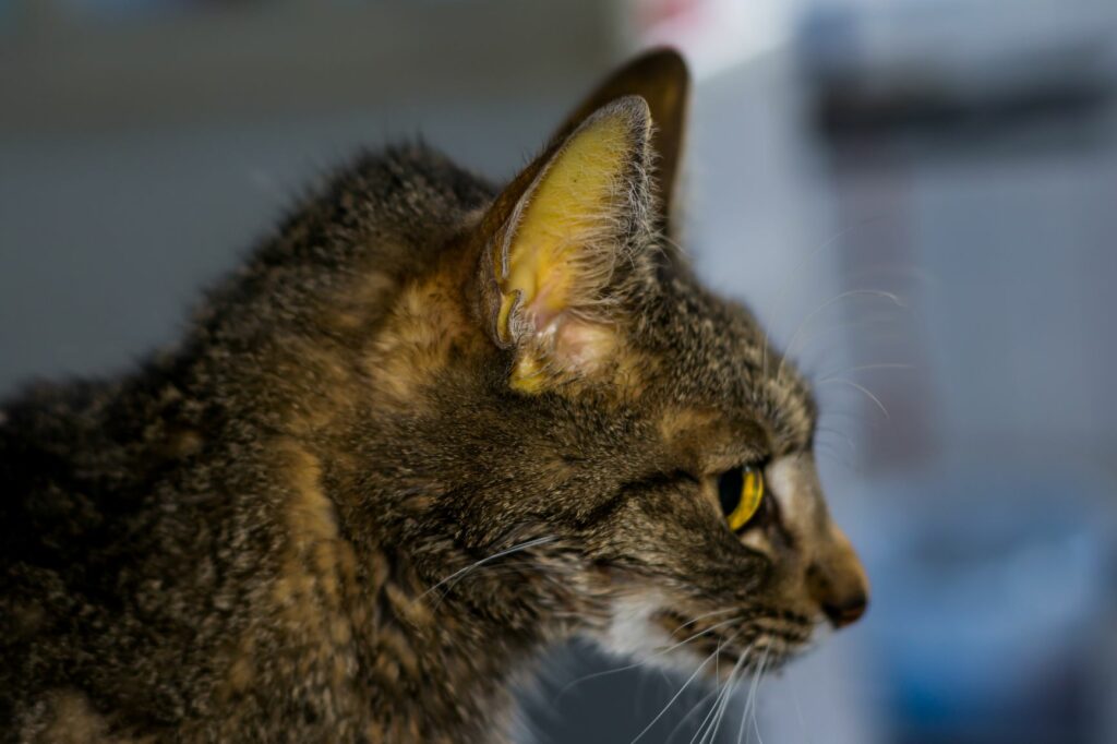 Péritonite infectieuse féline jaunisse Jaunisse : Muqueuse jaunâtre d'un chat infecté par le FIP.