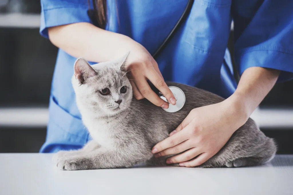 chat et vétérinaire fibrosarcome du chat