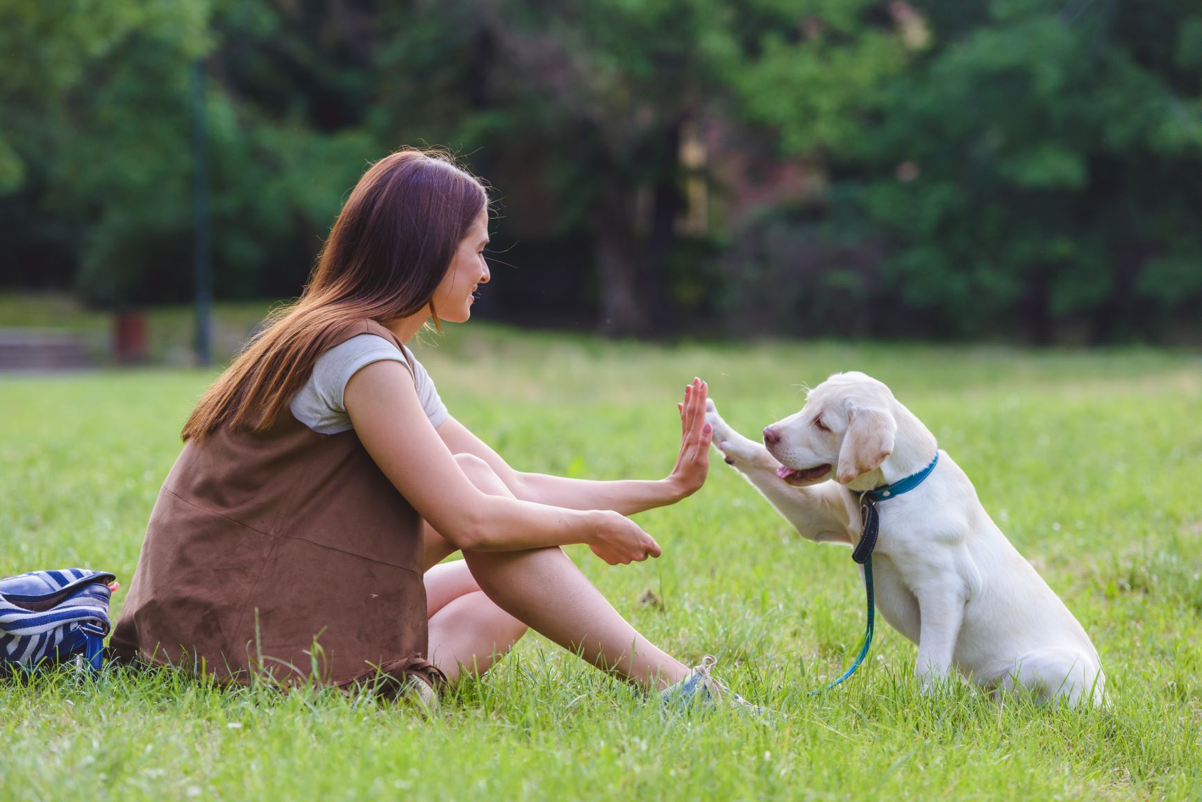 8 conseils pour mieux promener son chien Magazine zooplus